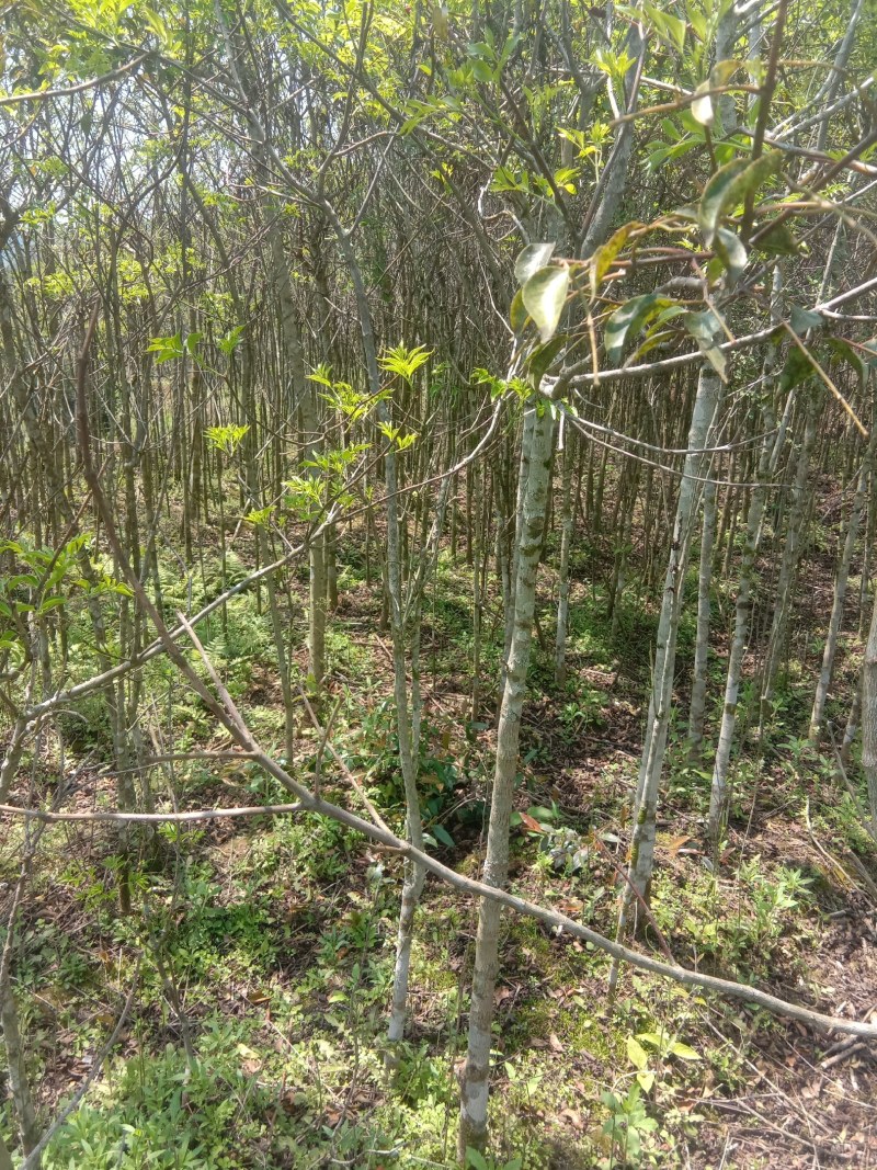 福建三明地区常年出售自家培育大量野鸦椿。