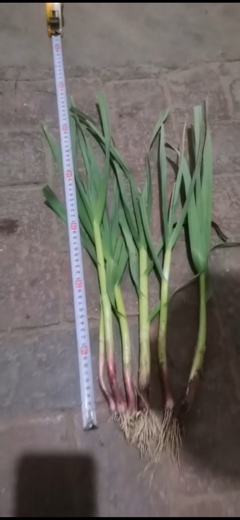 抚宁精品红根蒜苗4月中旬上市.质量好.品质优