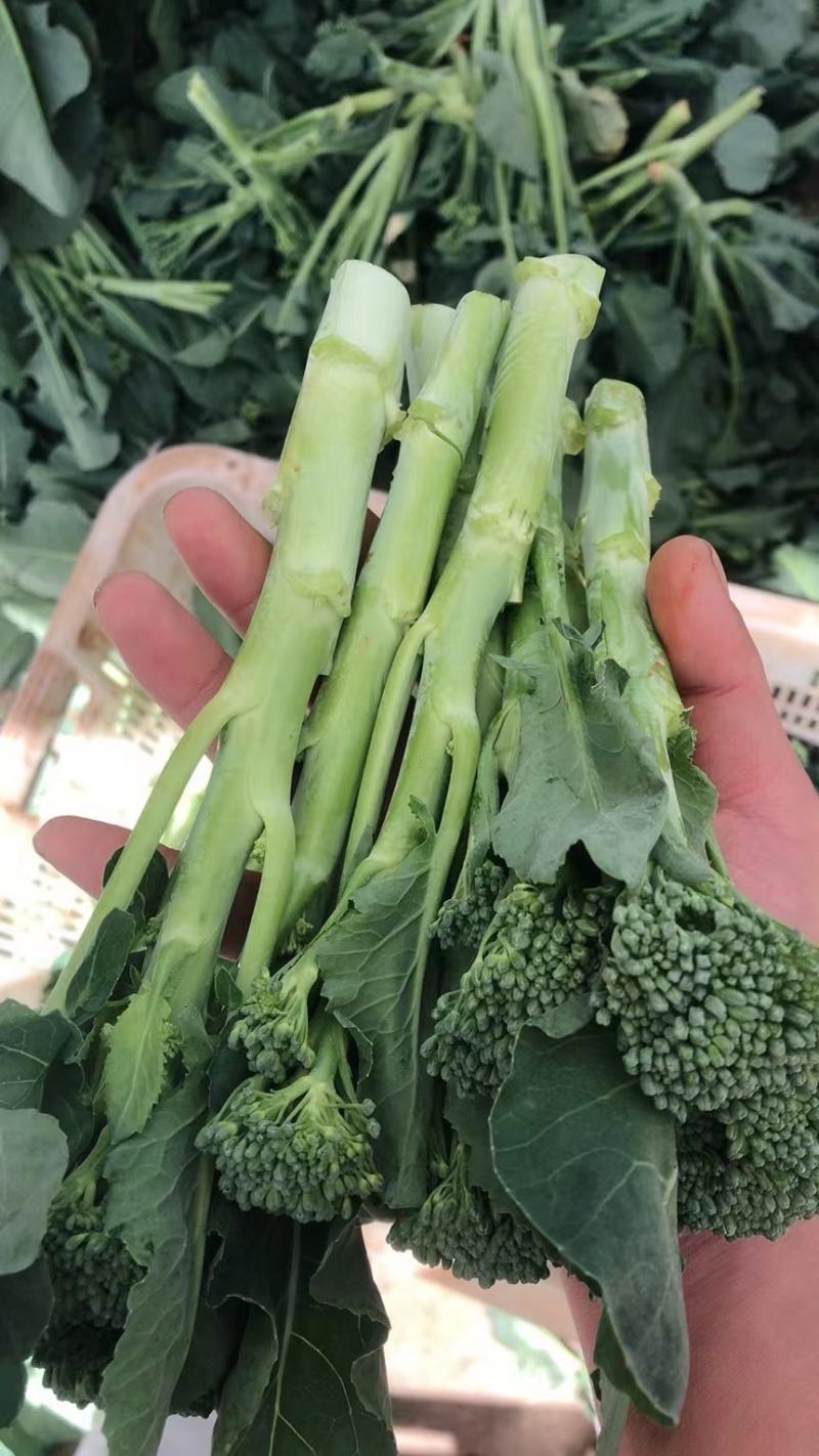 精品西兰苔，产地直销，质量保证，价格美丽