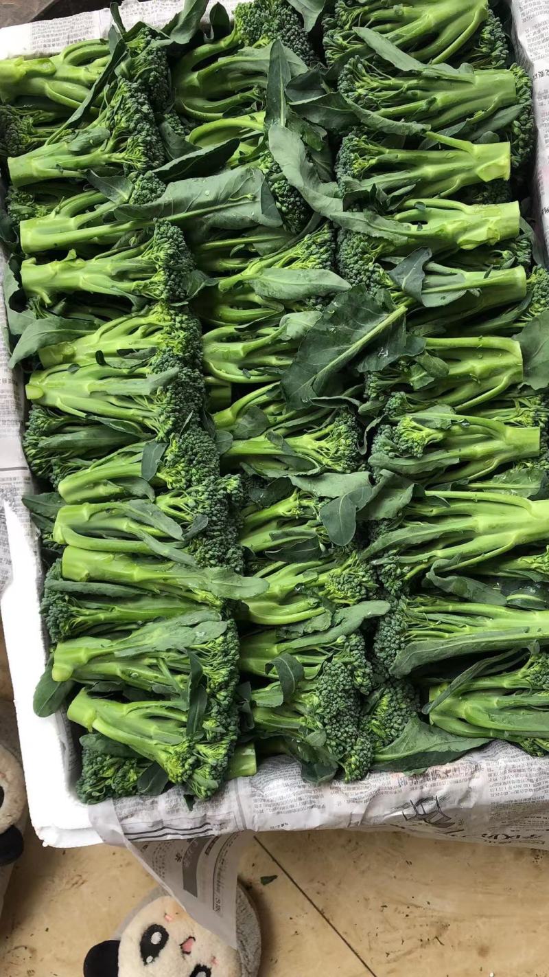 精品西兰苔，产地直销，质量保证，价格美丽