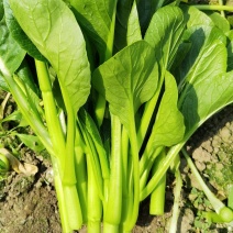 精品广东菜心新鲜蔬菜绿叶菜青菜酒店食堂供应现摘现发