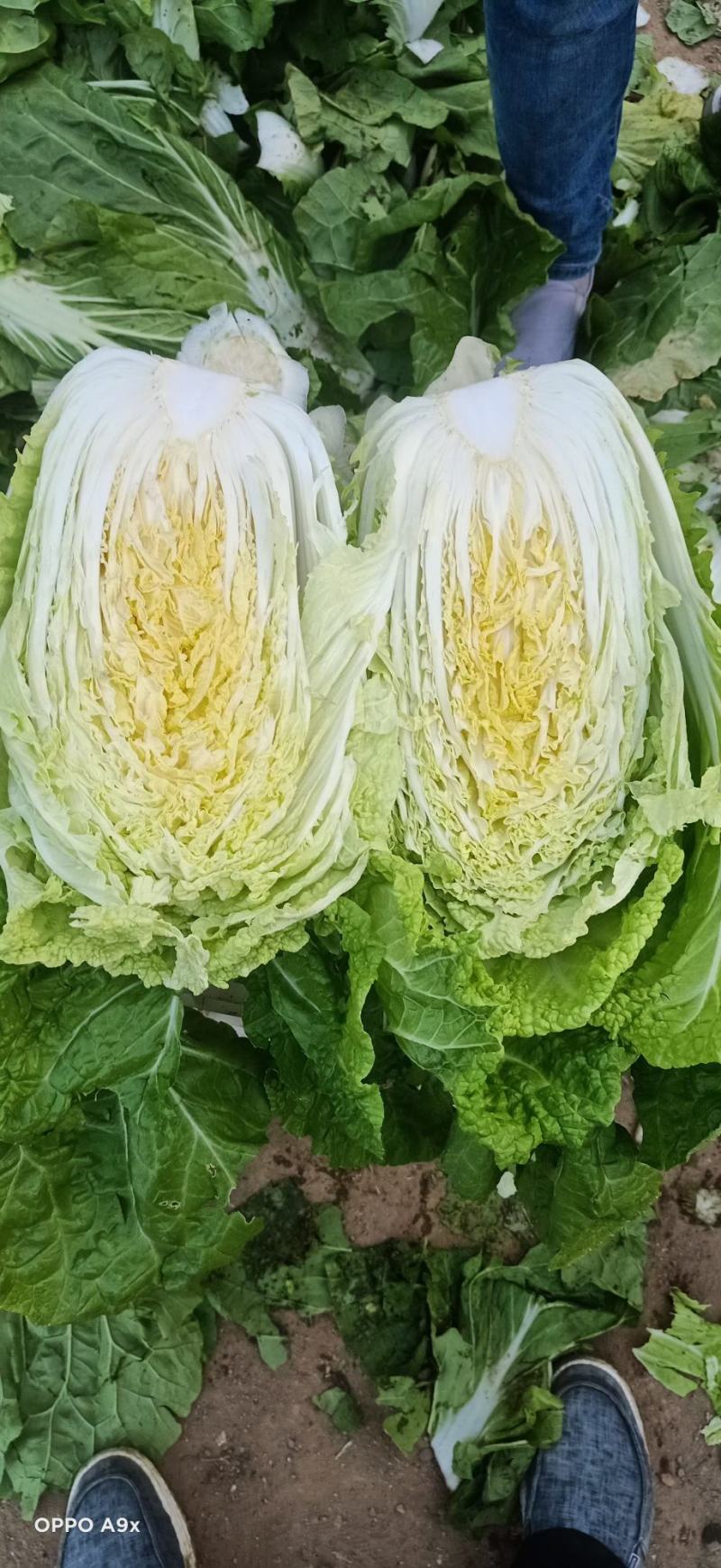 山东沂南黄心大白菜，产地直供，支持线上线下交易