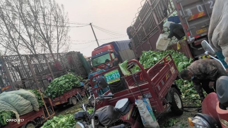 山东沂南黄心大白菜，产地直供，支持线上线下交易