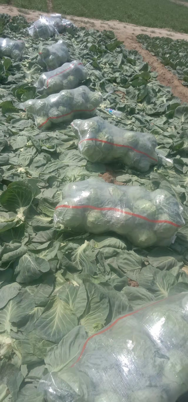 包菜有货要的联系