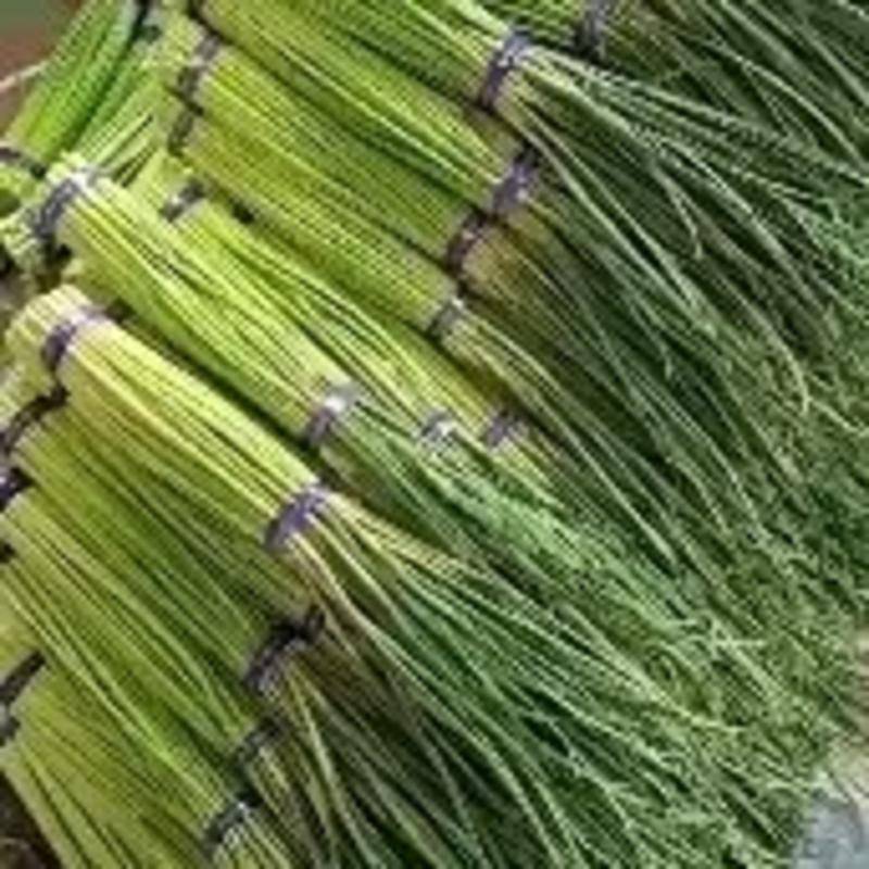 河南开封精品红帽蒜苔大量上市，质量好，价格低，欢迎全国各