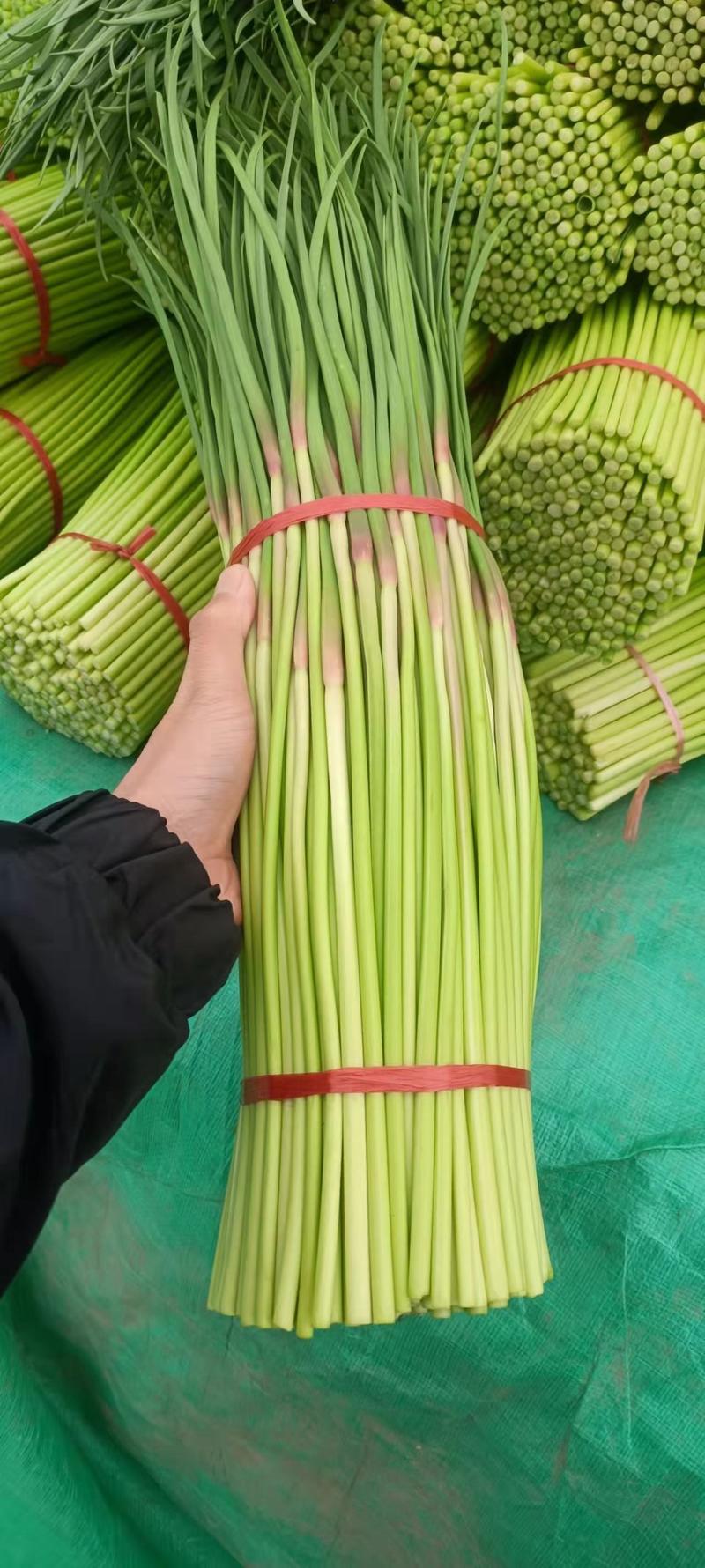 河南开封精品红帽蒜苔大量上市，质量好，价格低，欢迎全国各