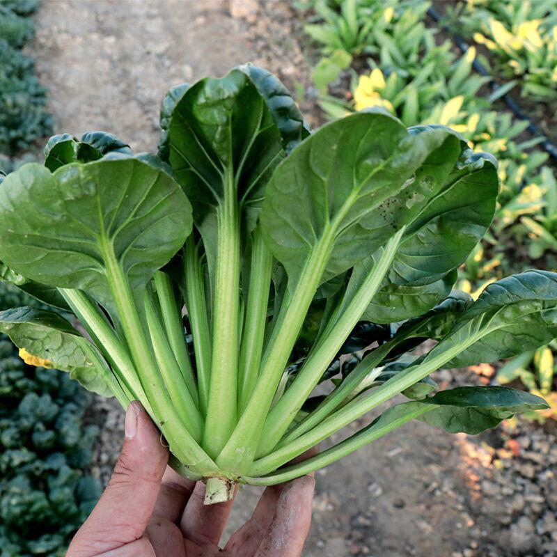 乌塌菜种子高钙保健蔬菜养心菜黑白菜种子四季播种农家易种