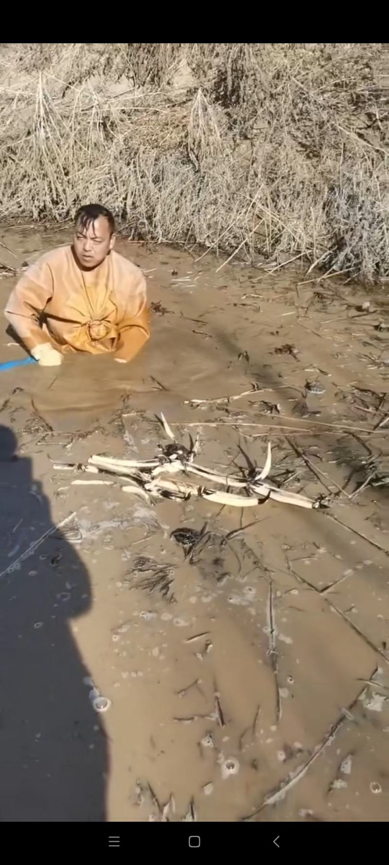 白洋淀红莲，精品荷花，自家种植。成活率高，适合公园河道！