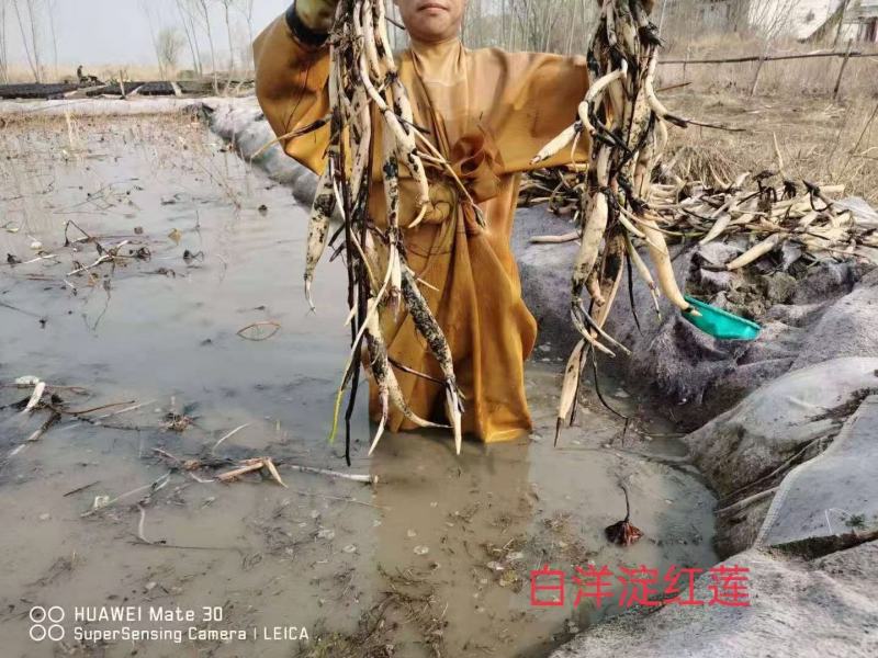 白洋淀红莲，精品荷花，自家种植。成活率高，适合公园河道！