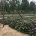 脱毒原种商薯19烟薯25西瓜红哈蜜红瑶丝滑种苗
