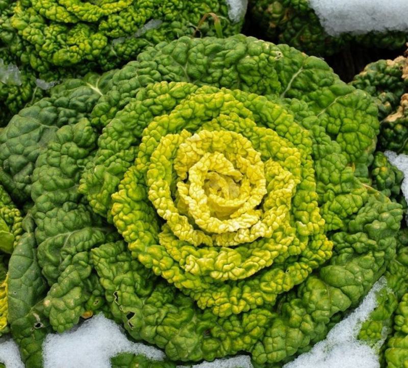 黄心乌塌菜种子耐寒黄心菜种籽菊花心大白菜籽易种黄金乌蔬菜