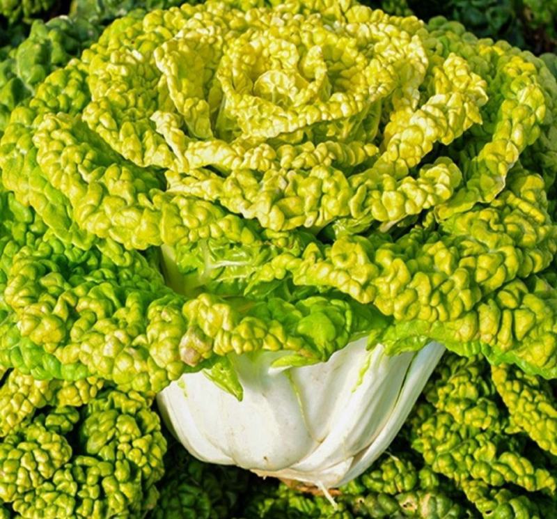 黄心乌塌菜种子耐寒黄心菜种籽菊花心大白菜籽易种黄金乌蔬菜