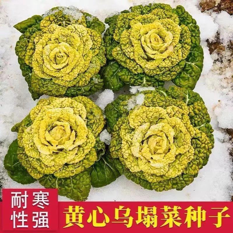 黄心乌塌菜种子耐寒黄心菜种籽菊花心大白菜籽易种黄金乌蔬菜