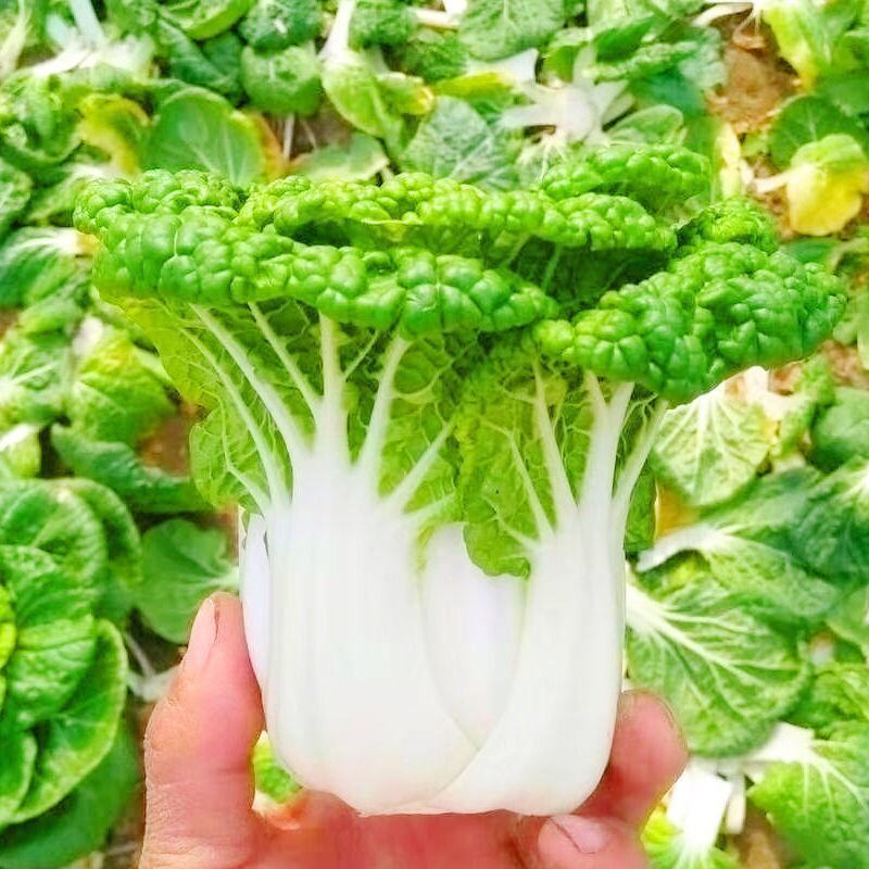 黄心乌塌菜种子耐寒黄心菜种籽菊花心大白菜籽易种黄金乌蔬菜