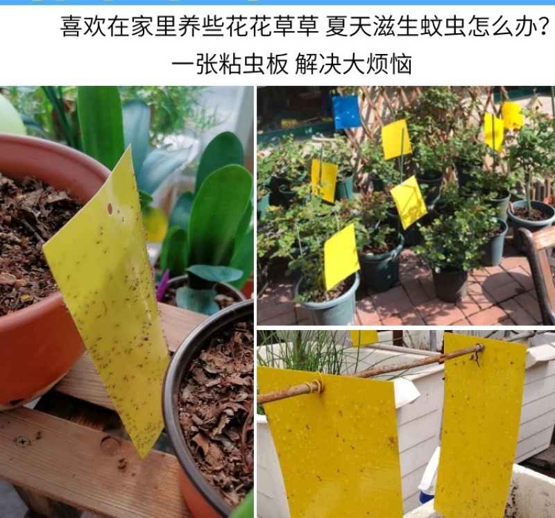 双面防水粘虫板诱虫板黄板蓝板粘蓟马果园大棚花卉专用