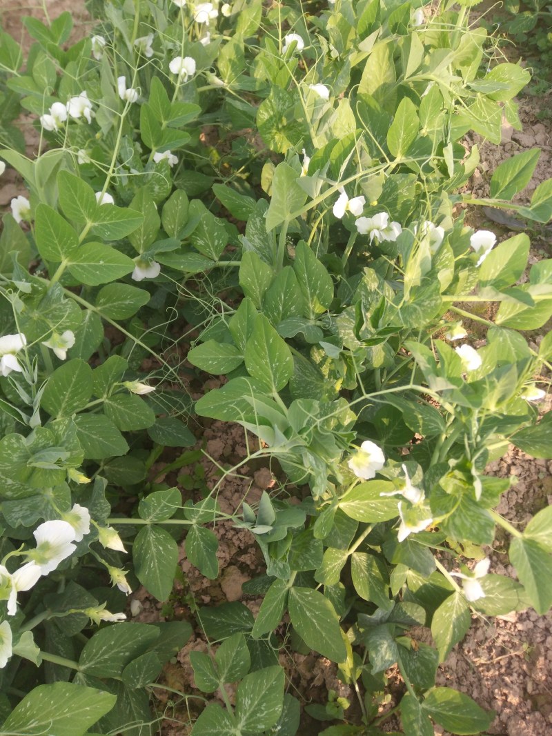 豌豆角