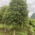 四季桂假植容器苗8-24公分都有面议详谈