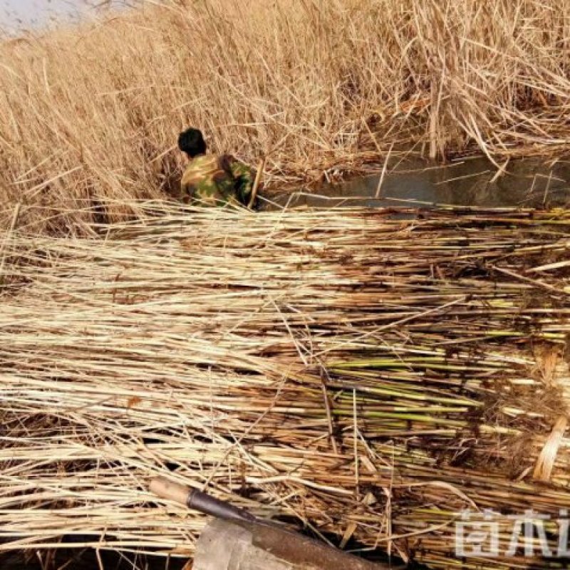 白洋淀芦苇，成活率高，适合种植在河道边，浅流湿地，公园边