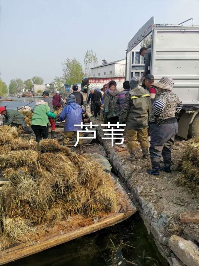 白洋淀芦苇，成活率高，适合种植在河道边，浅流湿地，公园边