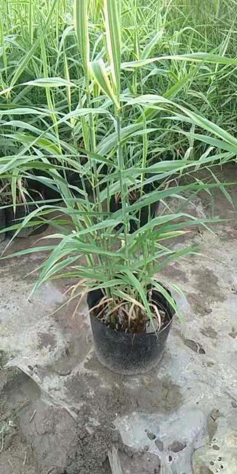 白洋淀芦苇，成活率高，适合种植在河道边，浅流湿地，公园边