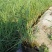 白洋淀芦苇，成活率高，适合种植在河道边，浅流湿地，公园边