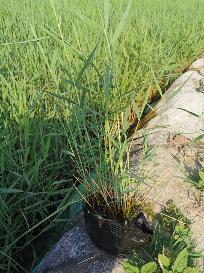 白洋淀芦苇，成活率高，适合种植在河道边，浅流湿地，公园边
