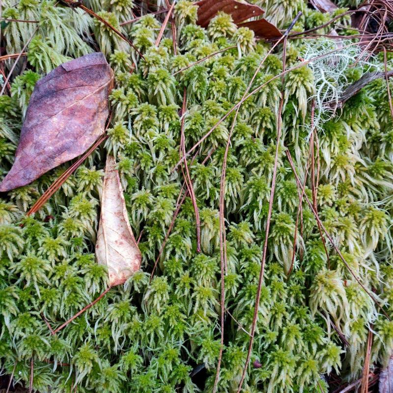 云南保山高山上野生水苔