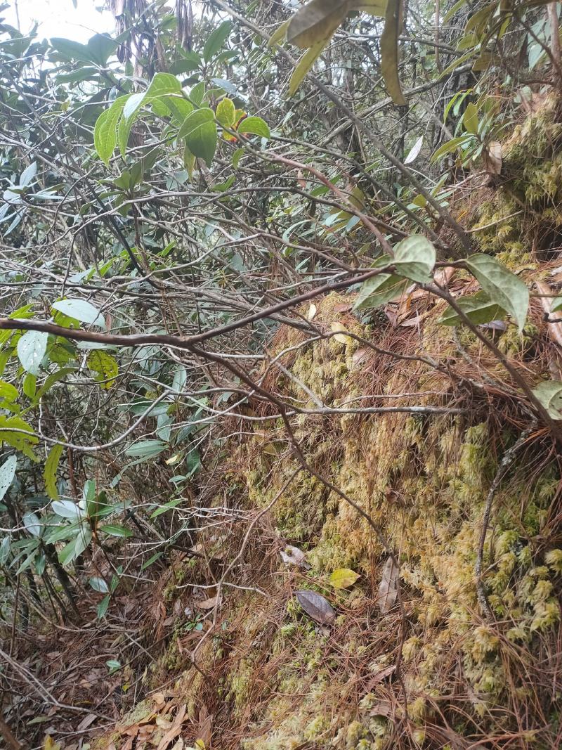 云南保山高山上野生水苔