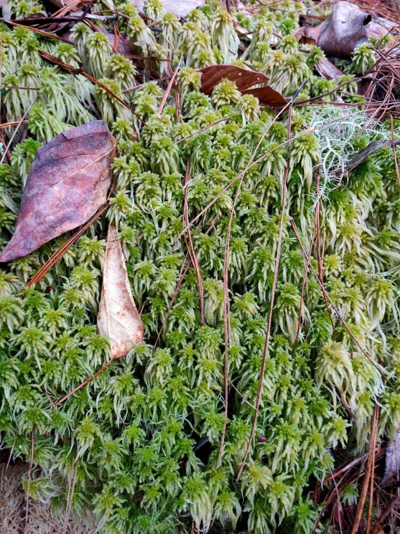 云南保山高山上野生水苔