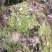 云南保山高山上野生水苔