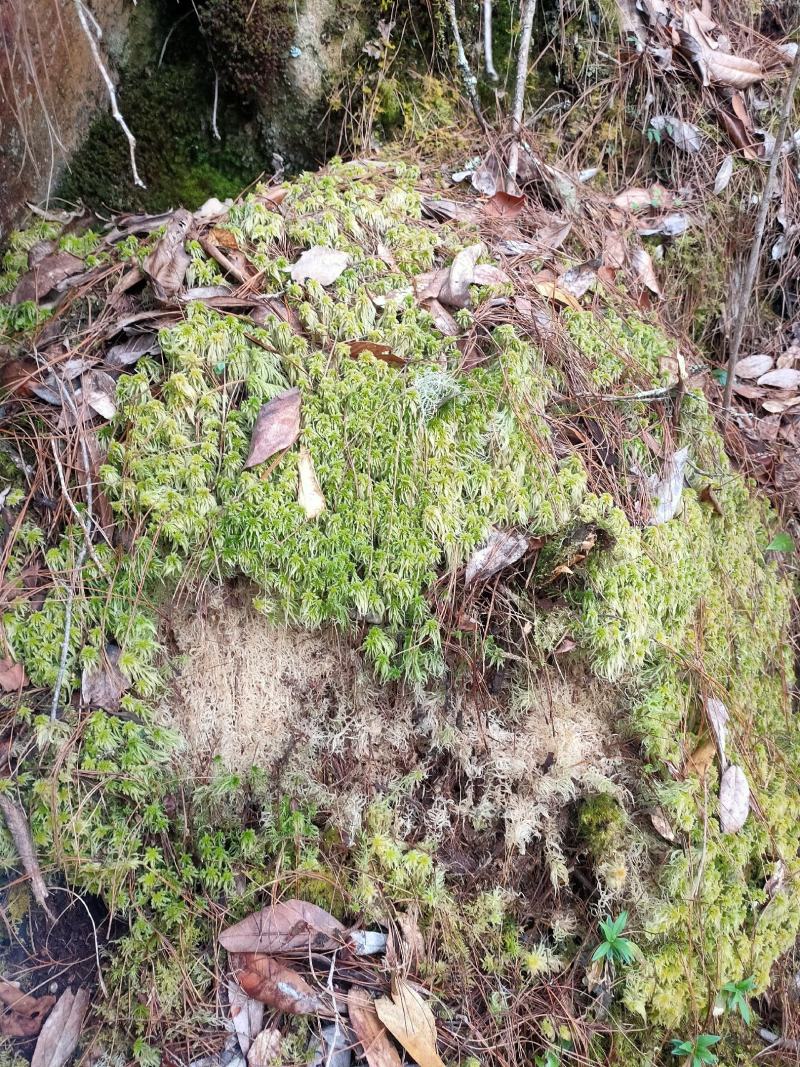 云南保山高山上野生水苔