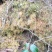 云南保山高山上野生水苔