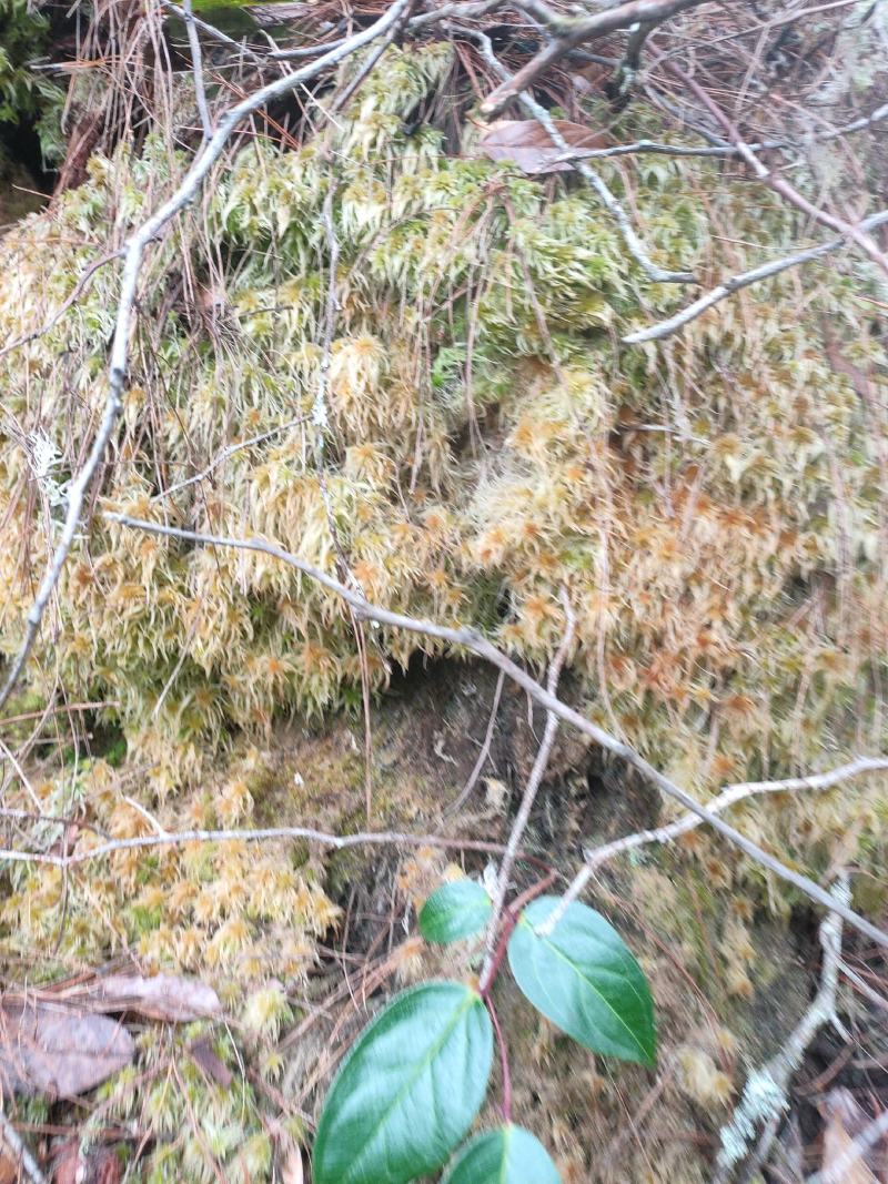 云南保山高山上野生水苔