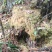 云南保山高山上野生水苔