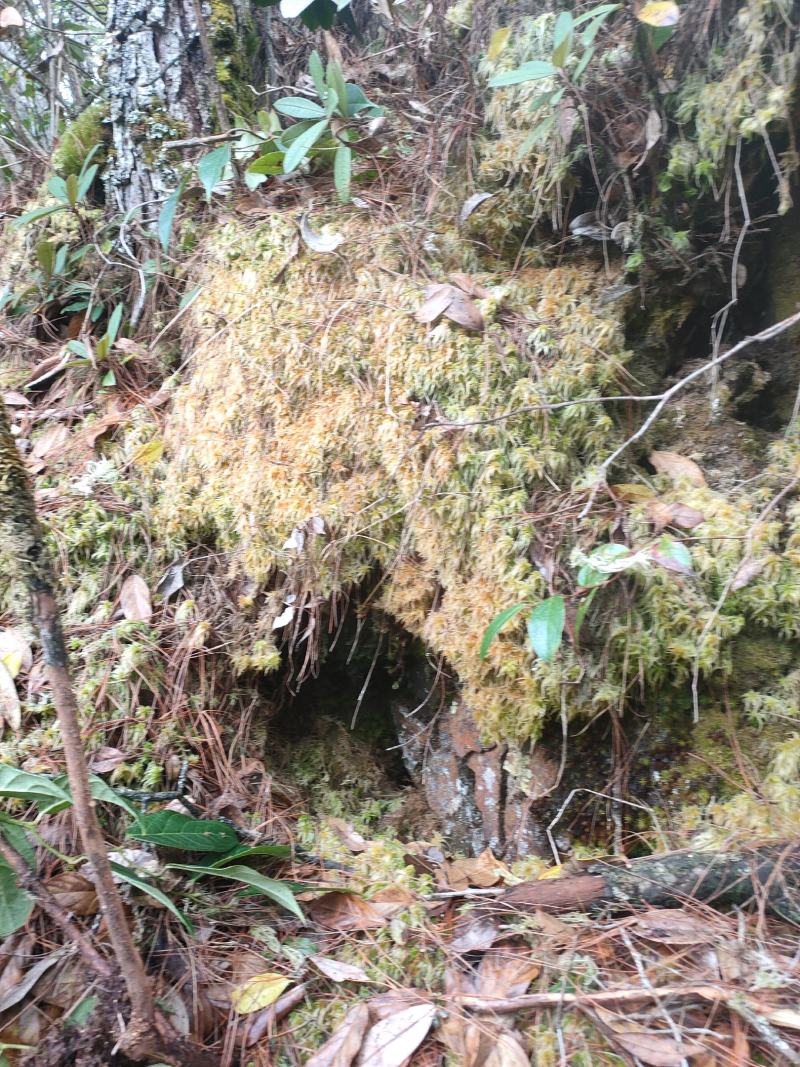 云南保山高山上野生水苔
