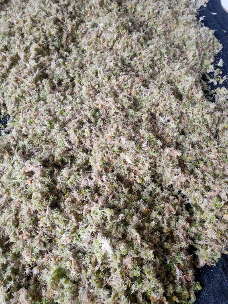 云南保山高山上野生水苔