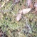 云南保山高山上野生水苔