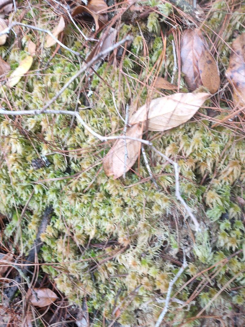 云南保山高山上野生水苔