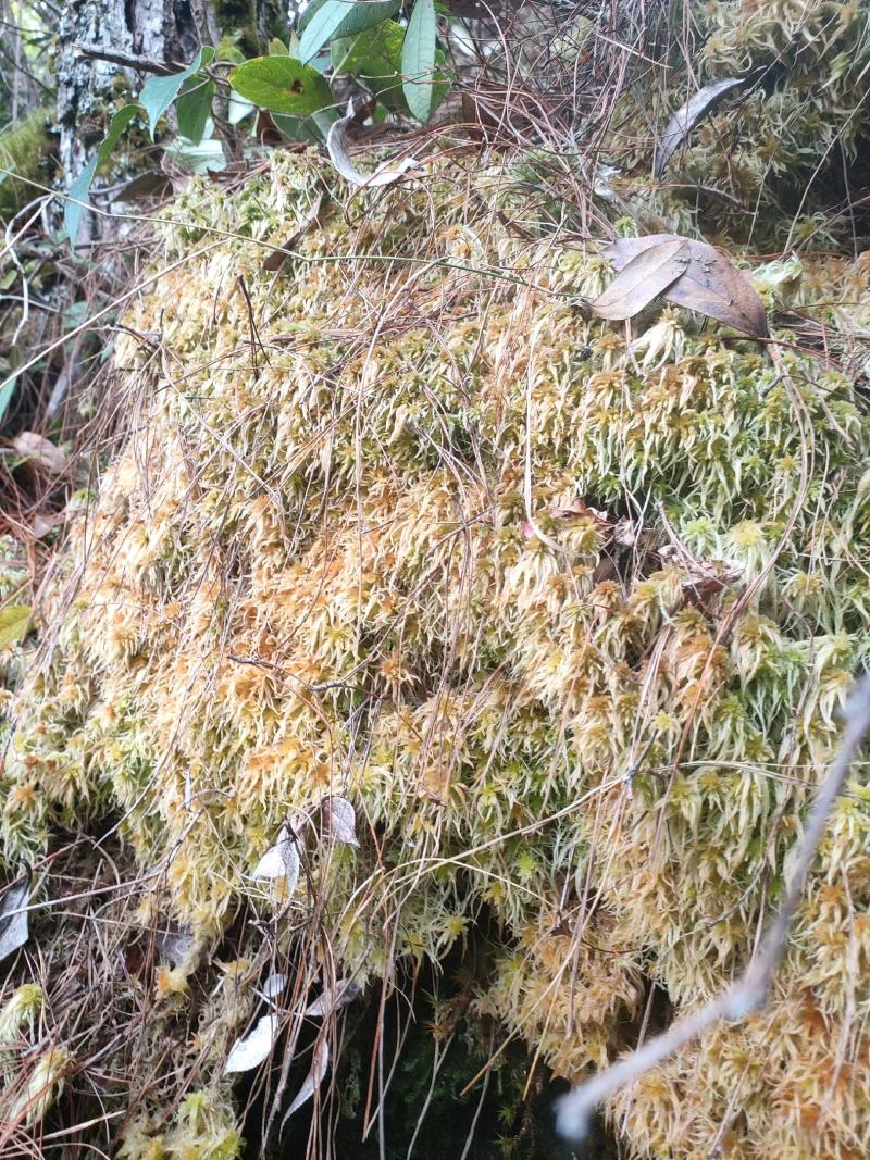 云南保山高山上野生水苔