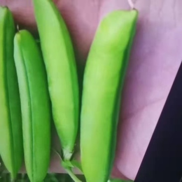 豌豆角