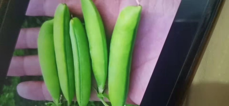 豌豆角