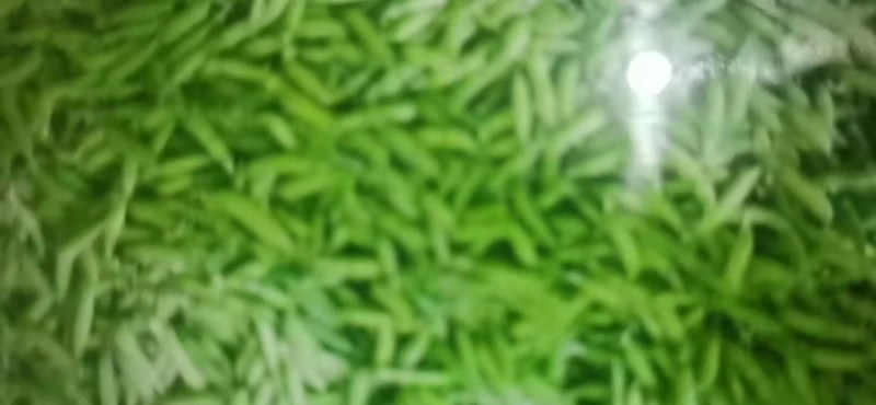 豌豆角