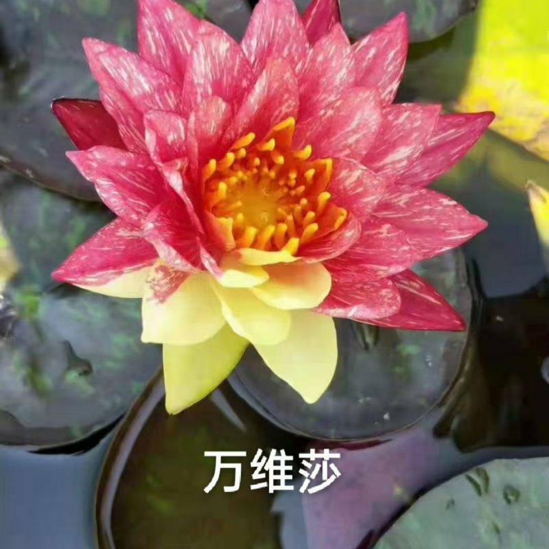 睡莲，普通和精品，发芽开花成活率特高，可自家公园河道，