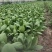 黄瓜青菜生菜鸡毛菜白菜芹菜地头价无中间商赚差价