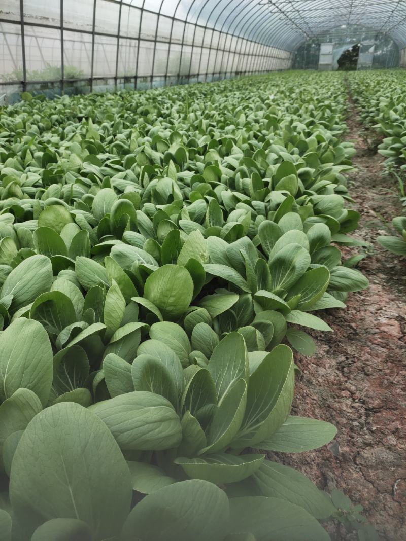 黄瓜青菜生菜鸡毛菜白菜芹菜地头价无中间商赚差价