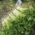 黄瓜青菜生菜鸡毛菜白菜芹菜地头价无中间商赚差价