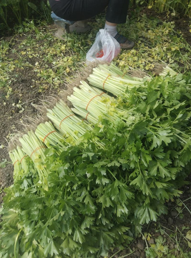 黄瓜青菜生菜鸡毛菜白菜芹菜地头价无中间商赚差价