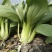 黄瓜青菜生菜鸡毛菜白菜芹菜地头价无中间商赚差价