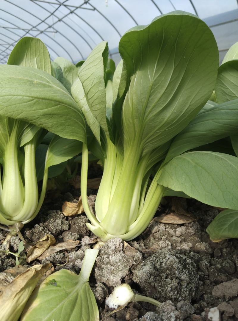 黄瓜青菜生菜鸡毛菜白菜芹菜地头价无中间商赚差价