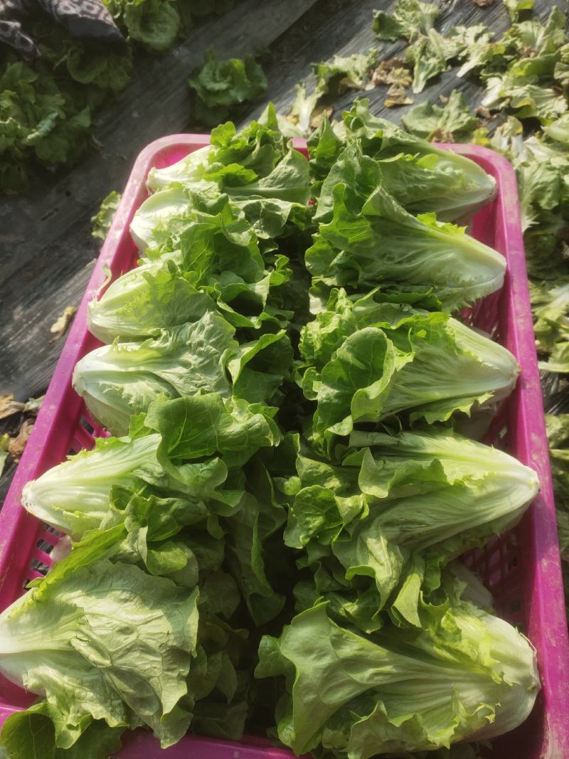 黄瓜青菜生菜鸡毛菜白菜芹菜地头价无中间商赚差价